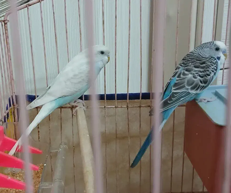 مرغ عشق فروشی|پرنده|بجنورد, |دیوار