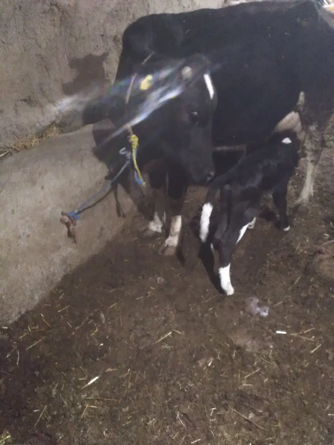 گاو|حیوانات مزرعه|نمین, |دیوار