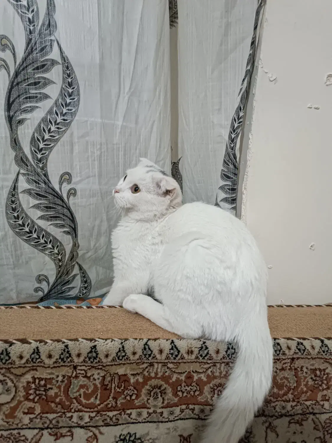 گربه اسکاتیش برتیش|گربه|تبریز, |دیوار