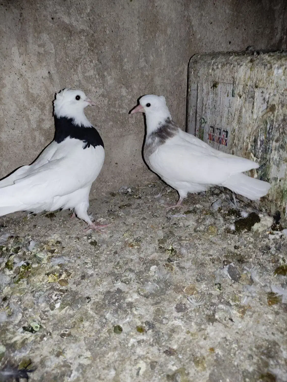 کفتر طوقی|پرنده|فردوس (خراسان), |دیوار