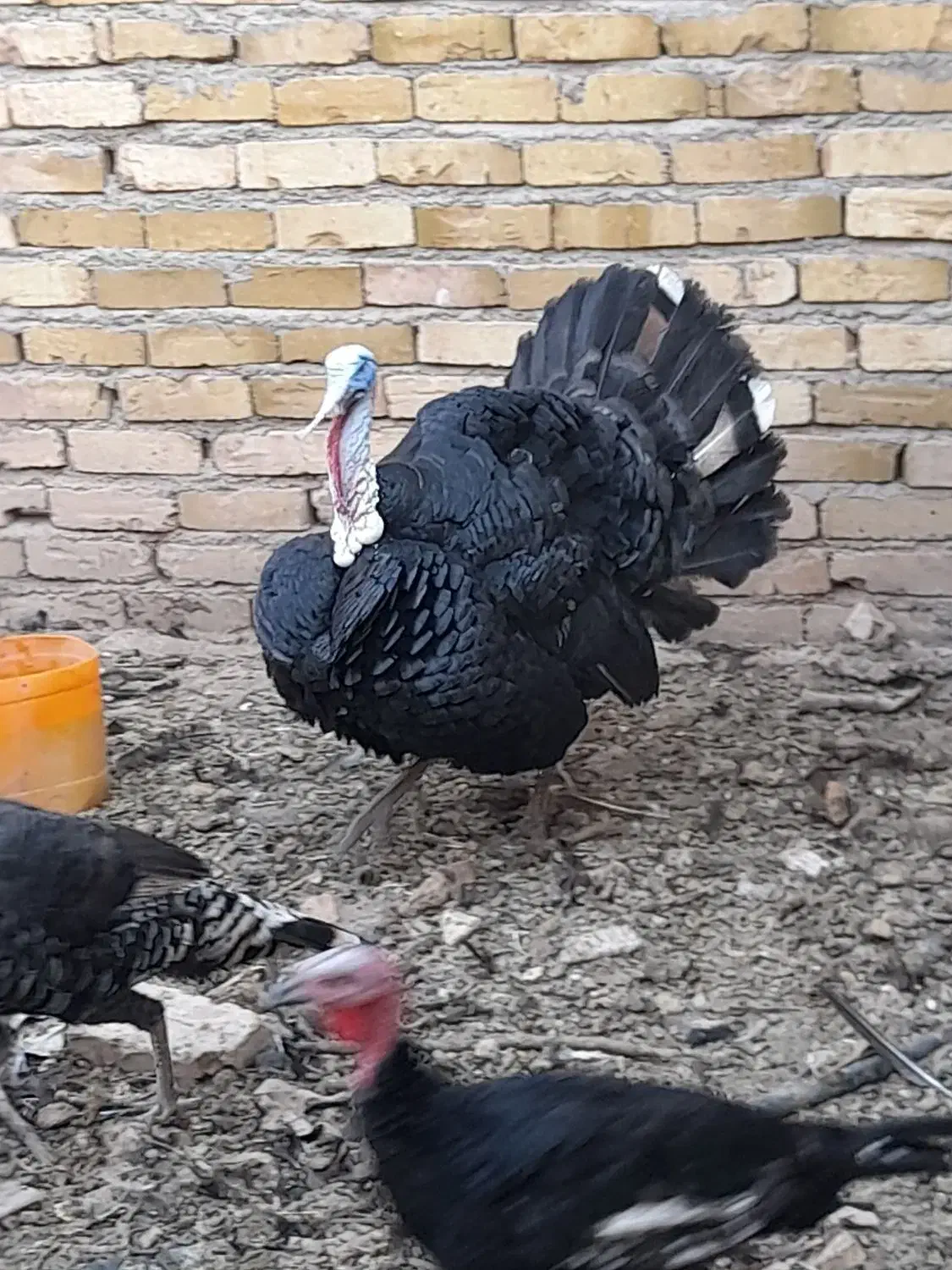 بوقلمون نر و ماده|حیوانات مزرعه|دشتابی, |دیوار