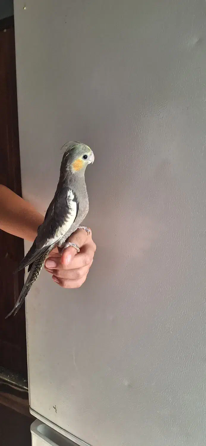 فروش عروس هلندی|پرنده|تربت جام, یحیی آباد|دیوار