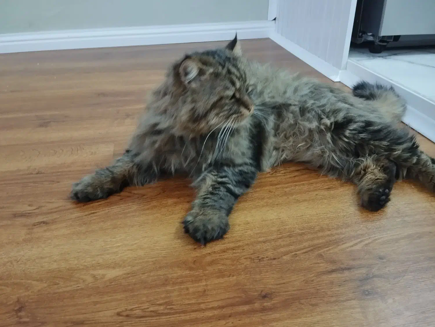 گربه پرشین|گربه|تبریز, |دیوار