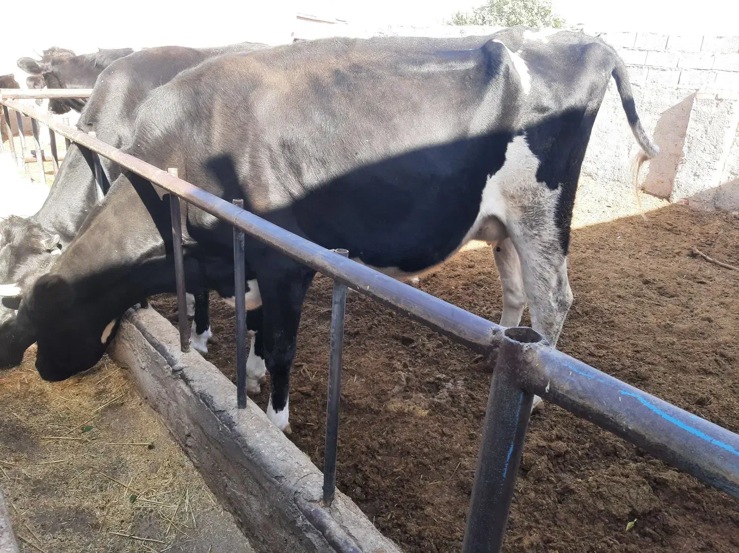 گاو شیری به همراه گوساله|حیوانات مزرعه|زاویه, |دیوار