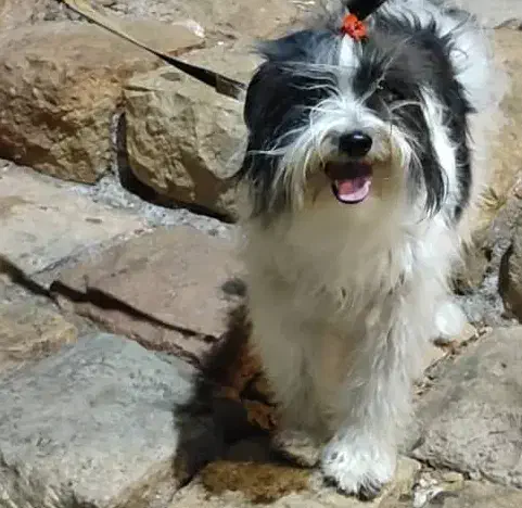 واگذاری سگ|سگ|بندرعباس, |دیوار