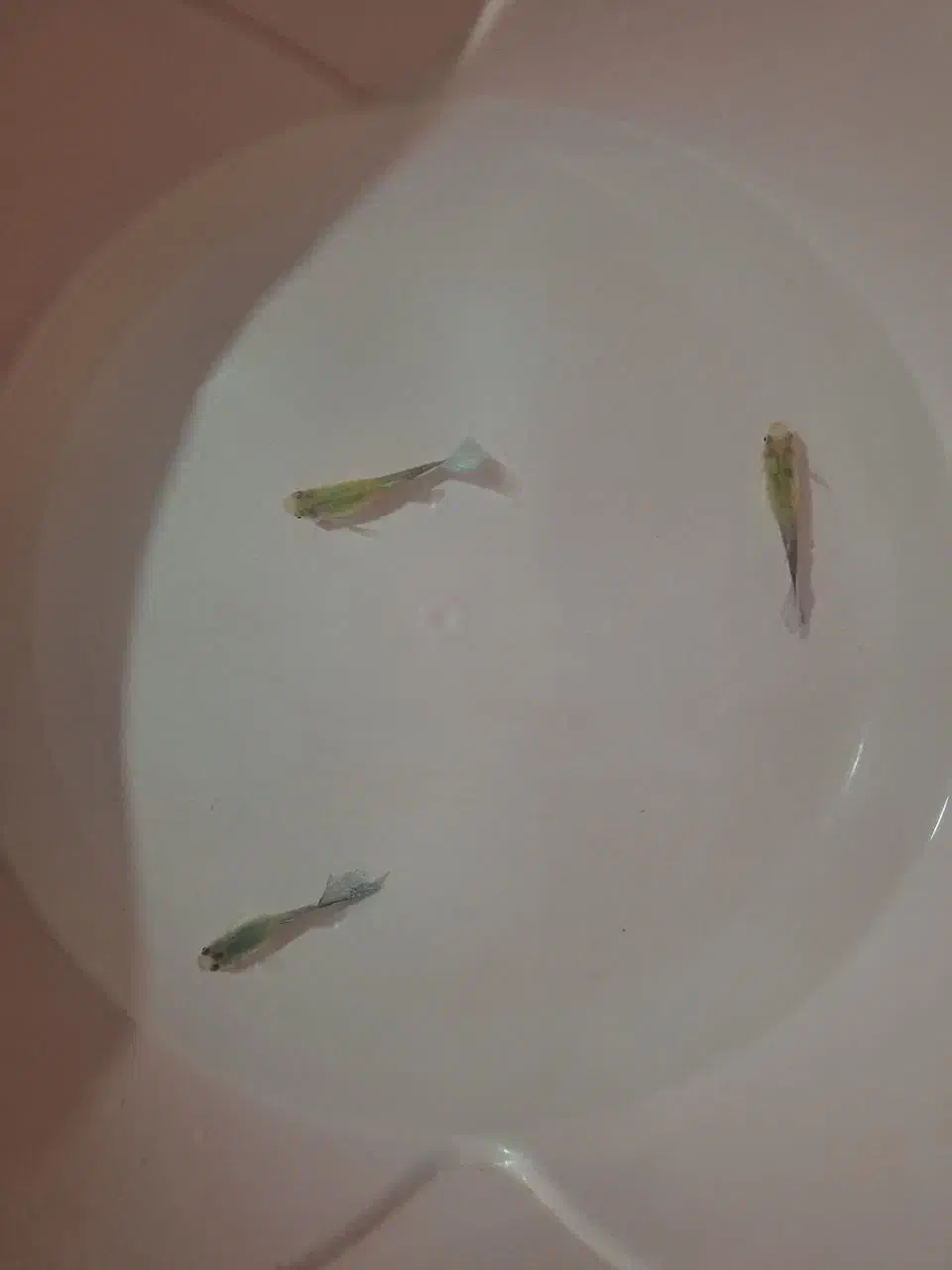 ماهی گوپی|ماهی|مشهد, پورسینا|دیوار