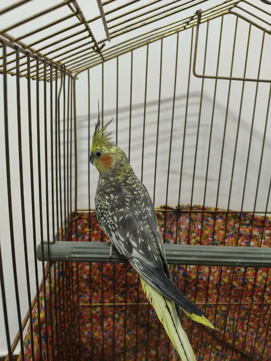 عروس هلندی|پرنده|قم, باغ کرباسی|دیوار