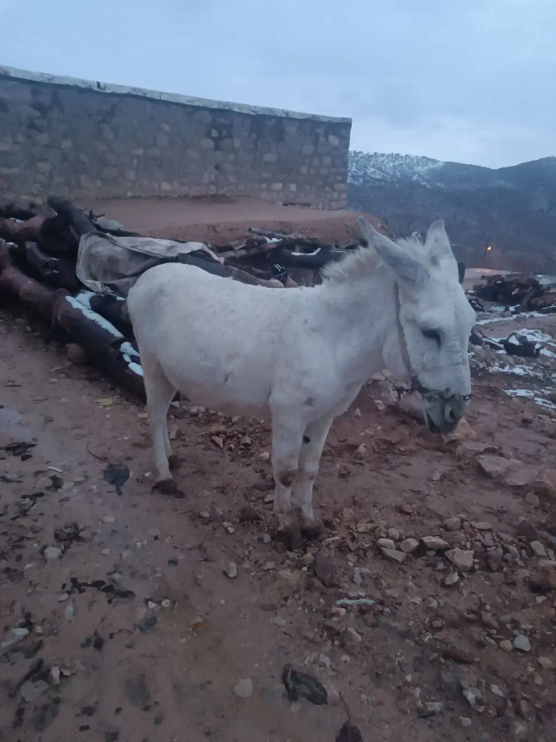 الاغ|حیوانات مزرعه|لوداب, |دیوار