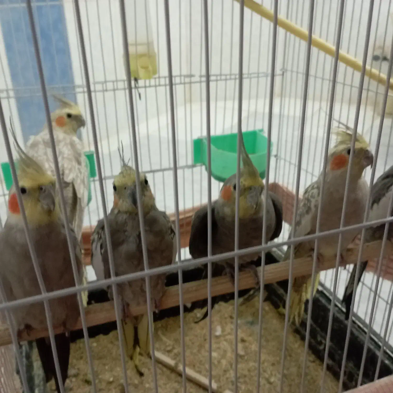 عروس هلندی|پرنده|مشهد, ویلاشهر|دیوار