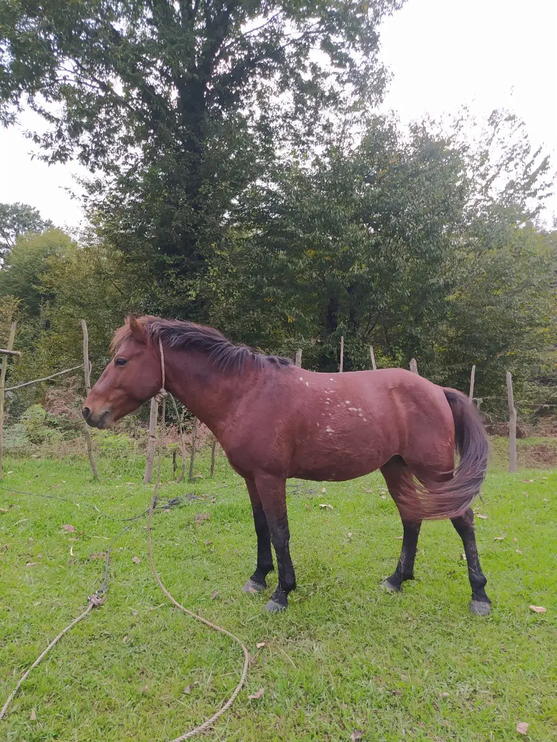 اسب کاری کاملا فقیر|اسب و تجهیزات اسبسواری|رشت, لاکان|دیوار