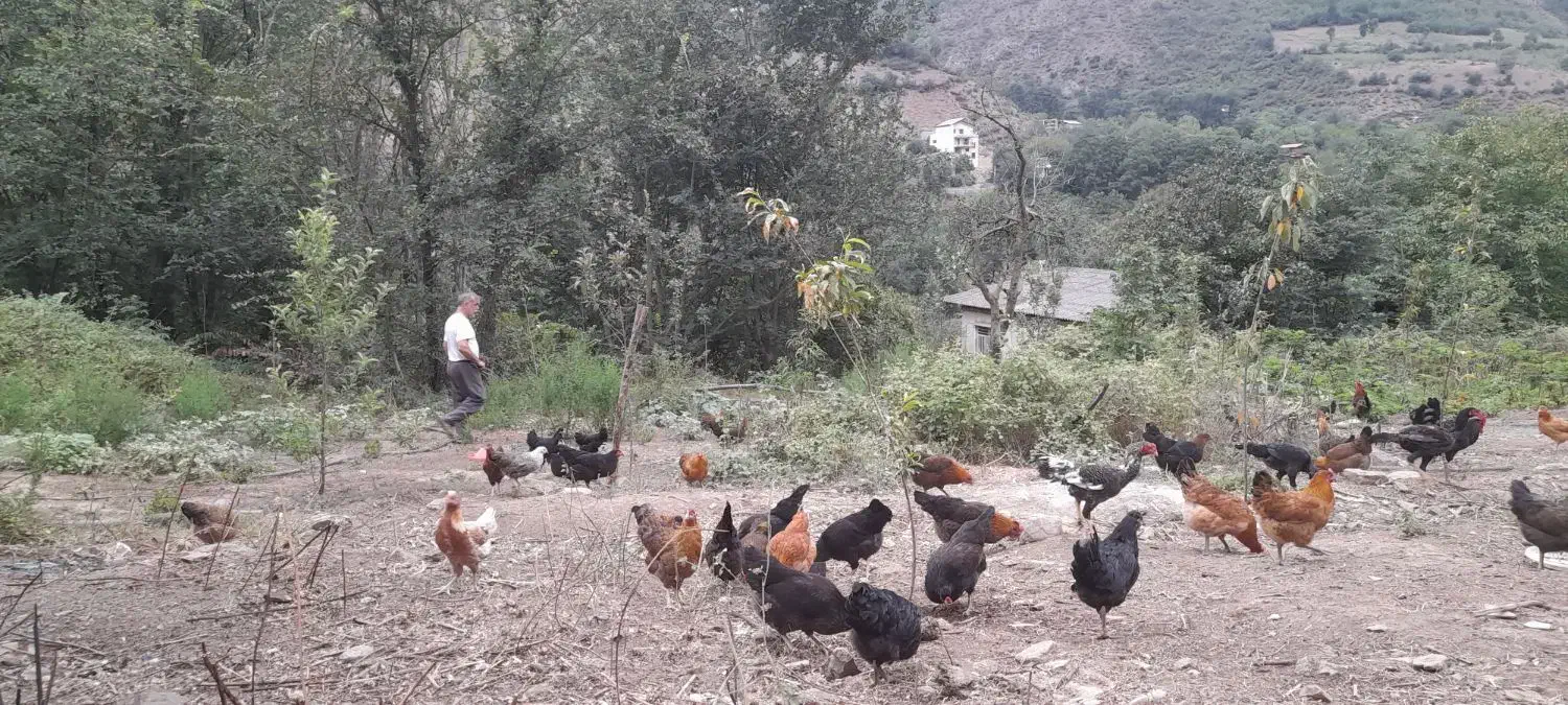 فروش تخم مرغ محلی دورگه لاری نطفه دار|حیوانات مزرعه|کرج, عظیمیه|دیوار