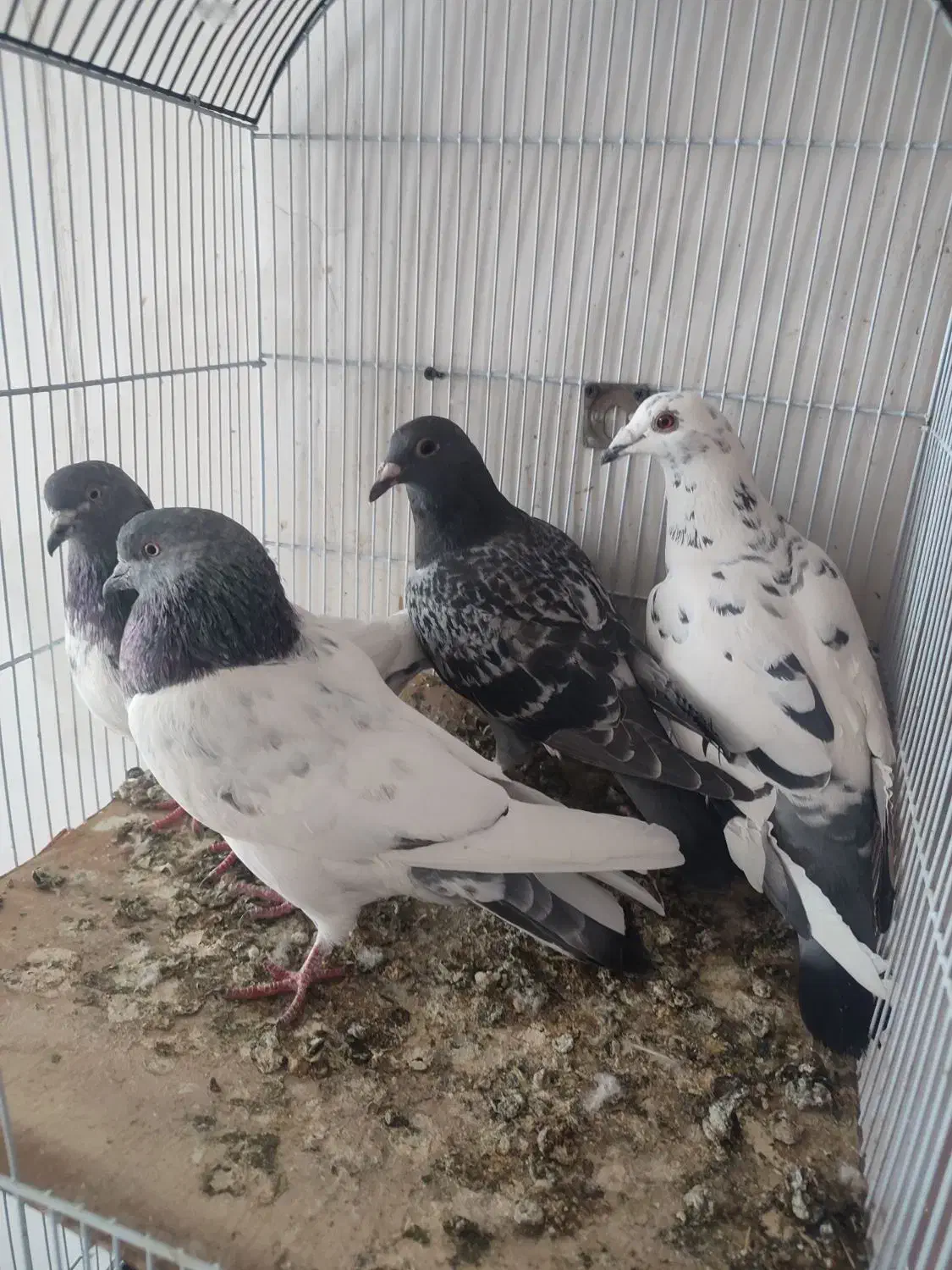 پرنده|پرنده|اردبیل, |دیوار