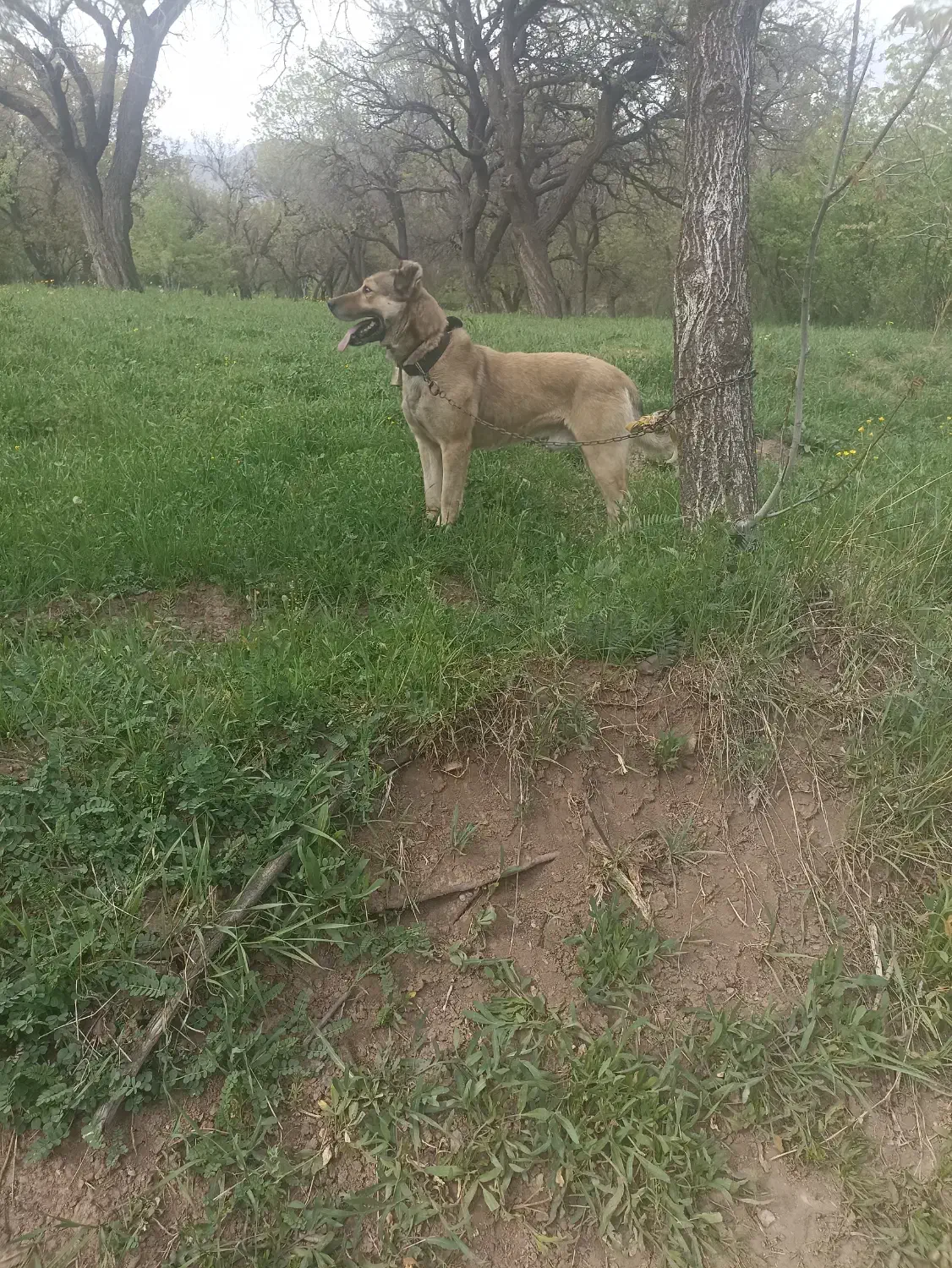 سگ سرابی|سگ|میانه, |دیوار