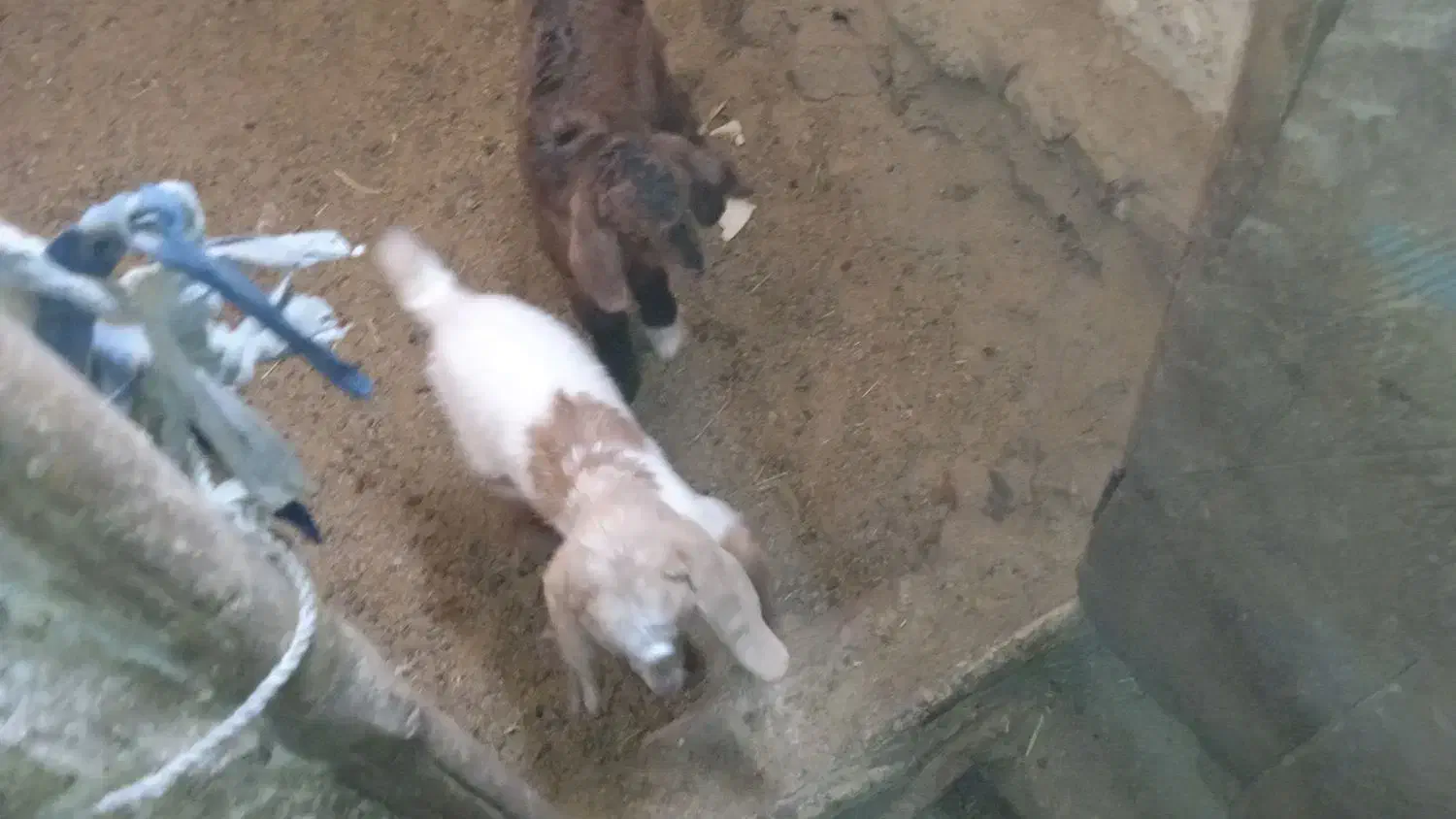 بزغاله یک ماهه و بزغاله بزرگ گوشتی|حیوانات مزرعه|دامغان, |دیوار