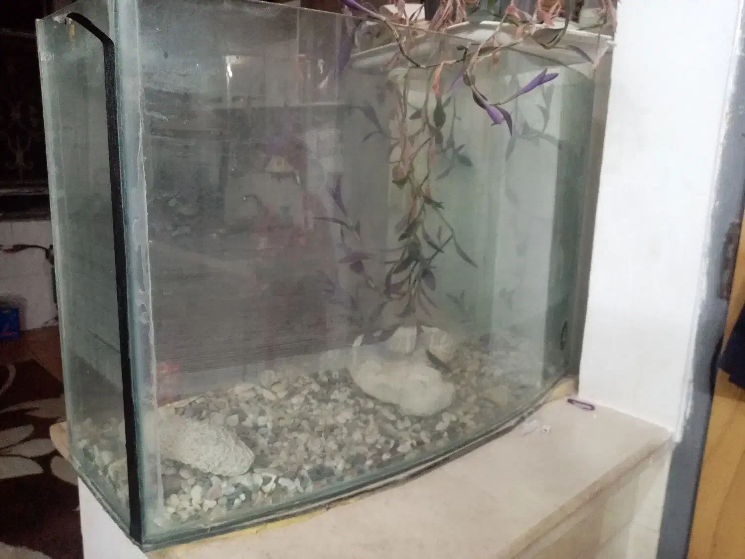 آکواریوم|ماهی|یزد, |دیوار