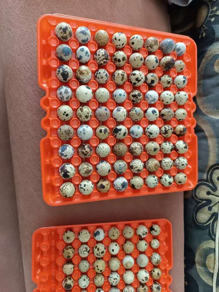 تخم بلدرچین خوراکی و نطفه دار|حیوانات مزرعه|نجف‌آباد, جوزدان|دیوار