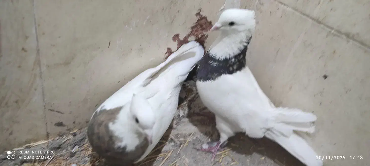 طوقی نامبروان|پرنده|اندیمشک, |دیوار