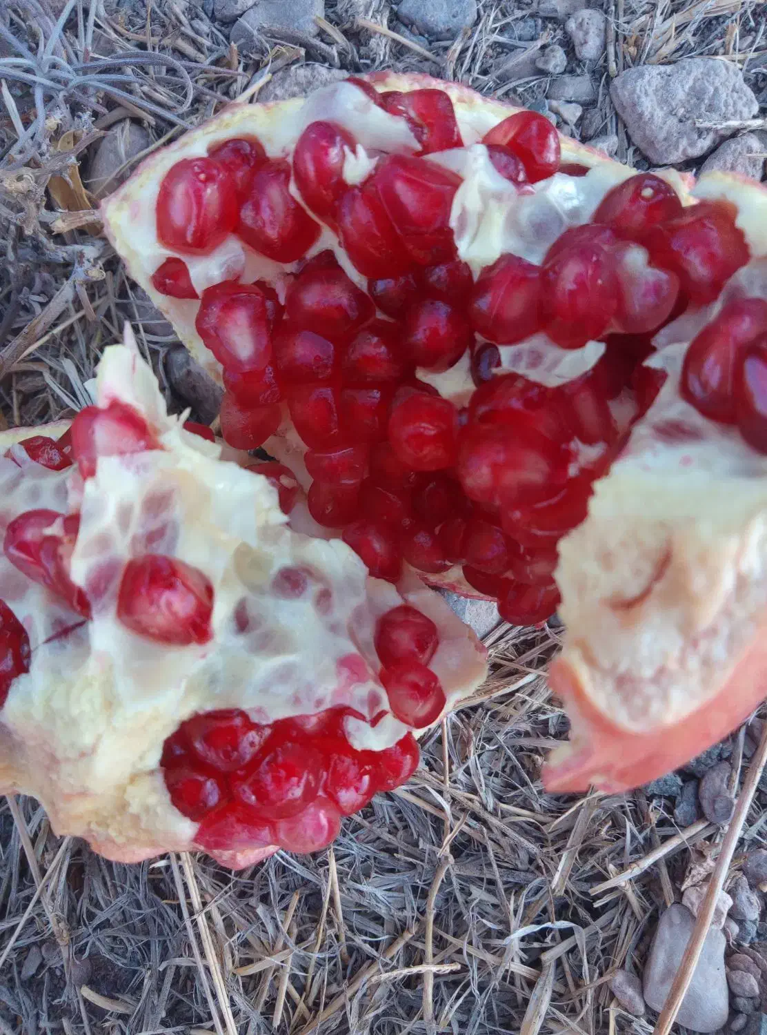 فزوش انار|خوردنی و آشامیدنی|شیراز, اکبر آباد|دیوار