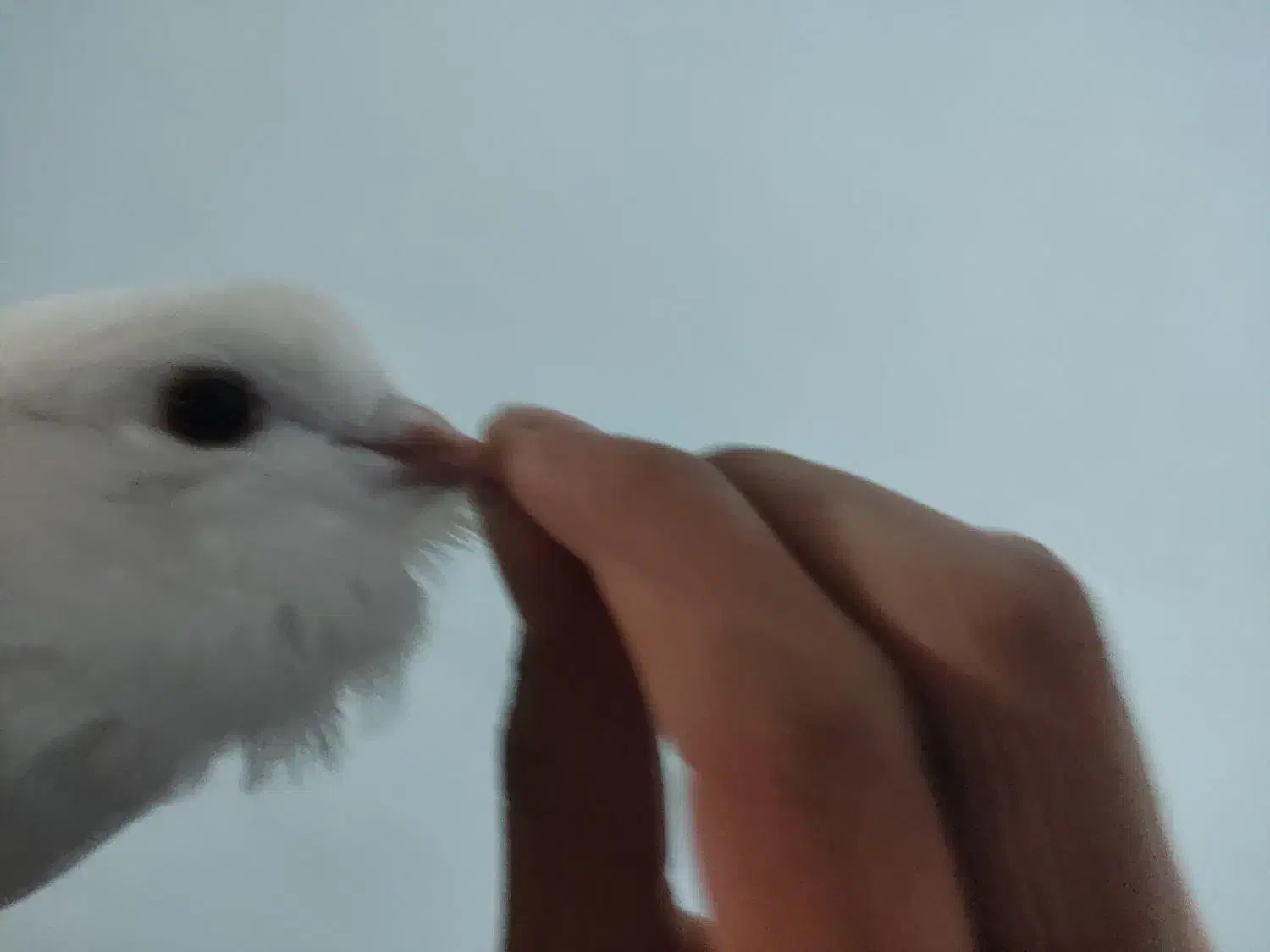 جوجه کبوتر شیخ|پرنده|فولادشهر, B2|دیوار