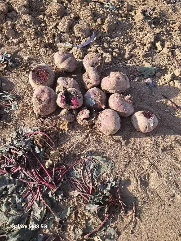 چغندر دامی چغندر گوسفندی و قندی|حیوانات مزرعه|ساروق, |دیوار