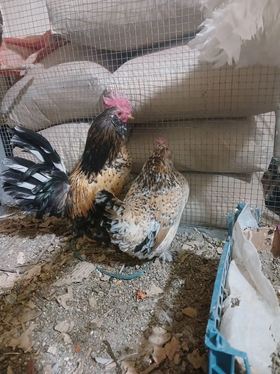 جوجه و تخم نطفه دار|حیوانات مزرعه|قزوین, |دیوار