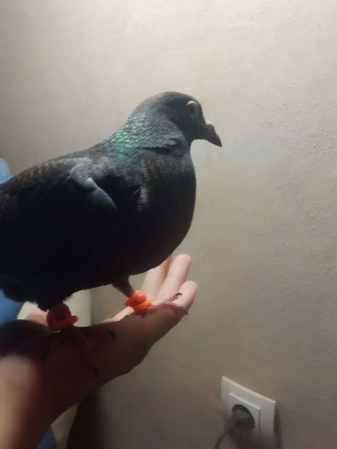 اشیا|حیوانات|سبزوار, قلعه‌نو دهزار|دیوار