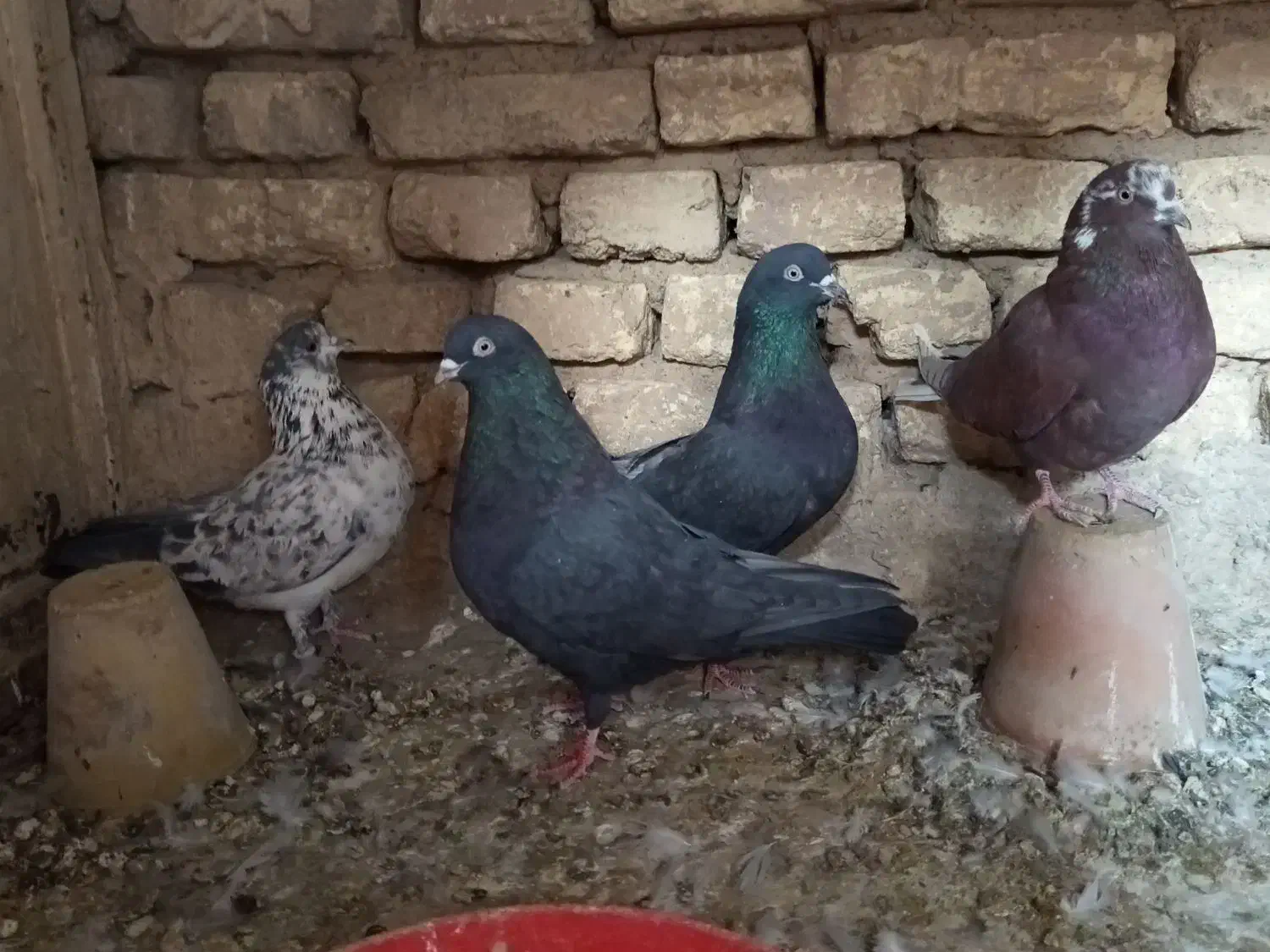 کفتر تهرونی پرشی|پرنده|خمینی‌شهر, |دیوار