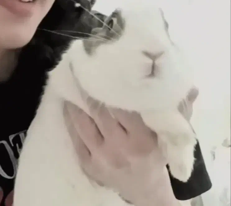 خرگوش|موش و خرگوش|تهران, پرستار|دیوار