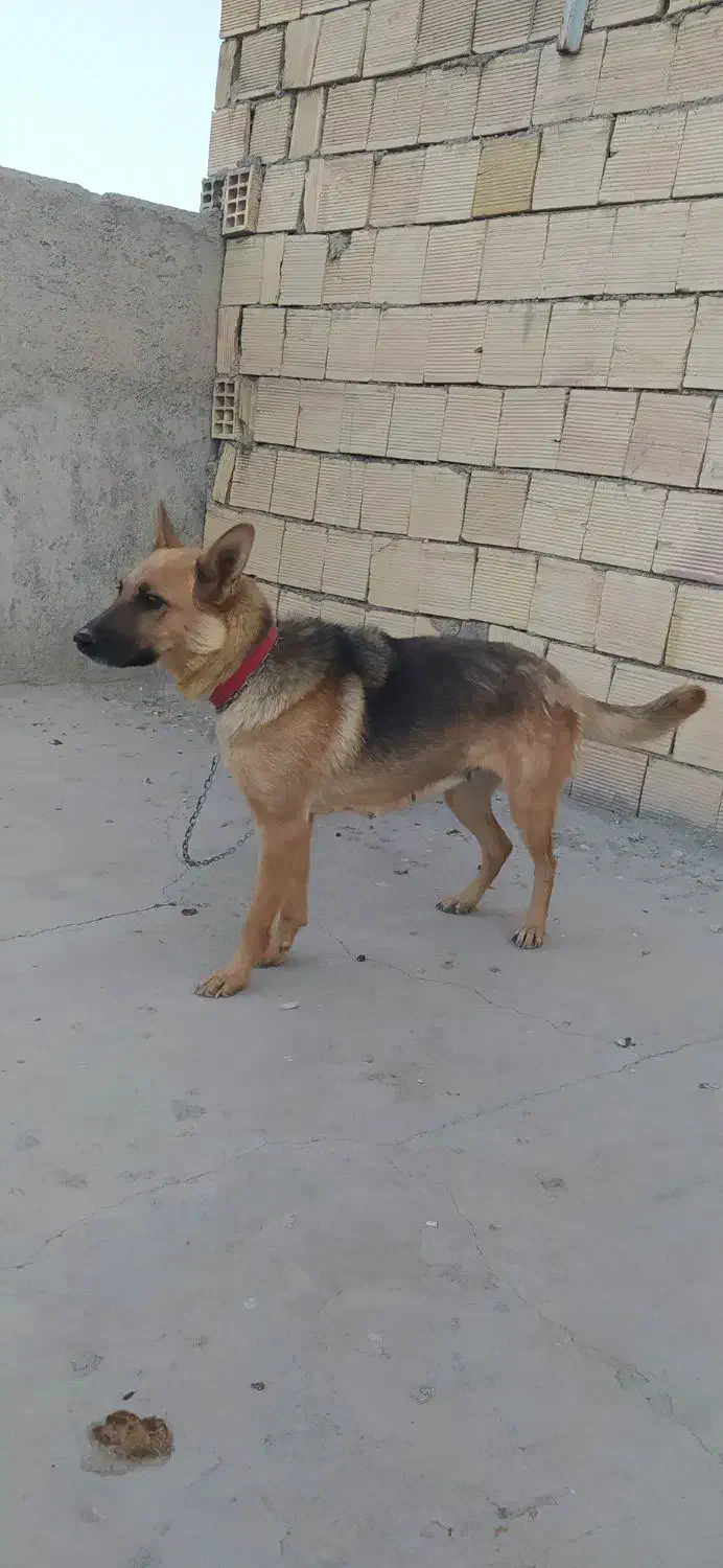 سگ ژرمن ورک ماده شش ماهه|سگ|مبارکه, |دیوار