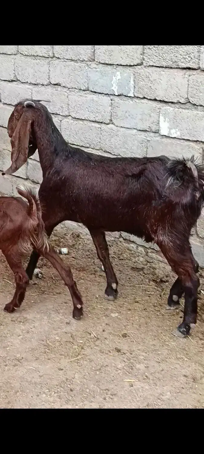 بز کاموری|حیوانات مزرعه|بهبهان, |دیوار