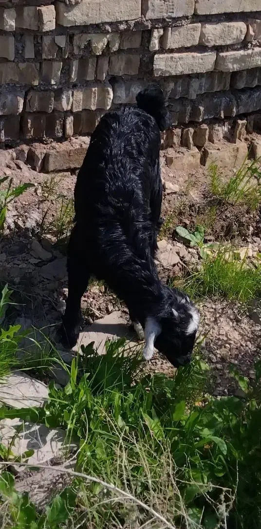 فروش بز|حیوانات مزرعه|اهواز, کوی بشارت|دیوار