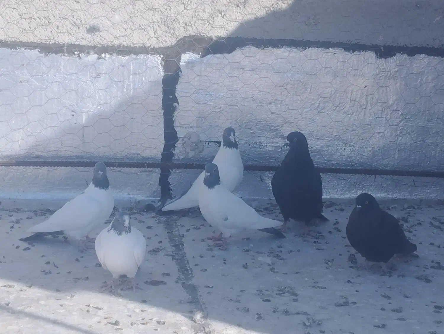 دورح|پرنده|اردبیل, |دیوار