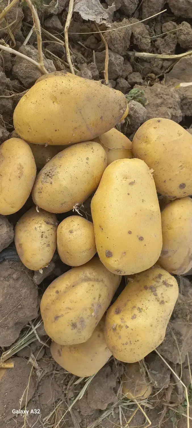 فروش سیب زمینی جلگه رخ در مشهد|خوردنی و آشامیدنی|مشهد, انقلاب|دیوار