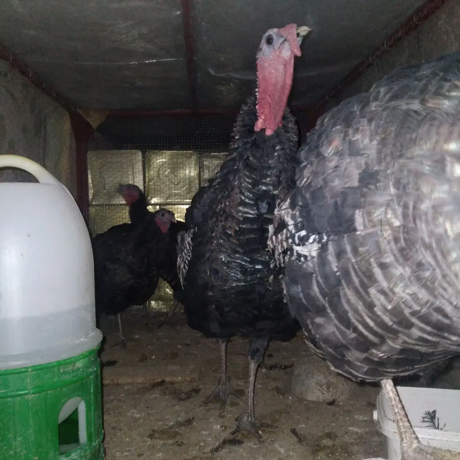 بوقلمون|حیوانات مزرعه|اردکان, |دیوار