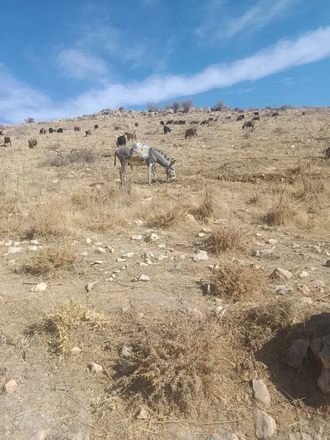 خر گله ای|حیوانات مزرعه|سپیدان, |دیوار