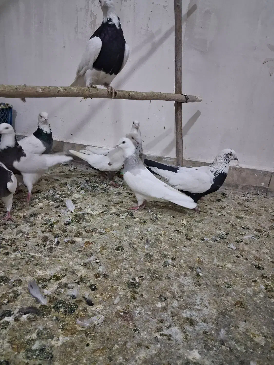 کبوتر|پرنده|قلقل رود, |دیوار