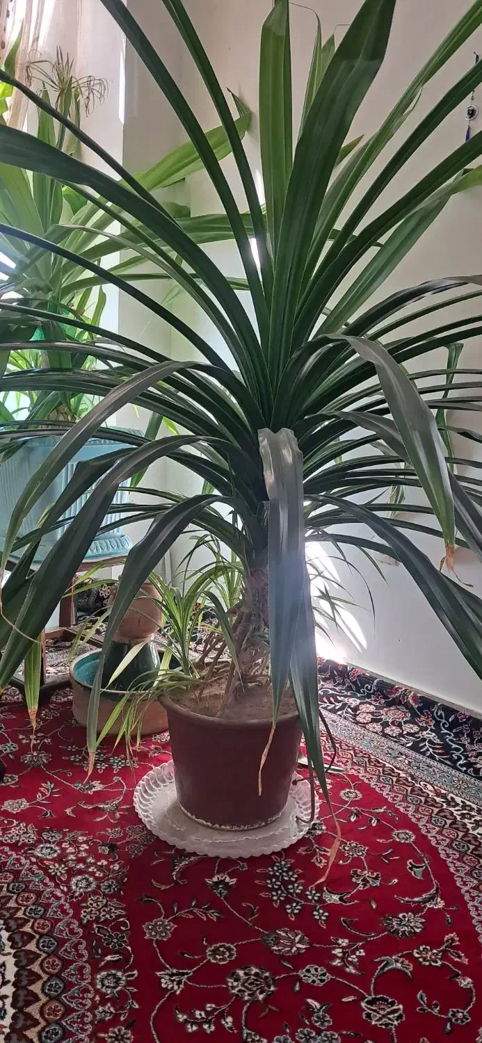 گل چتری|گل و گیاه طبیعی|ملایر, |دیوار