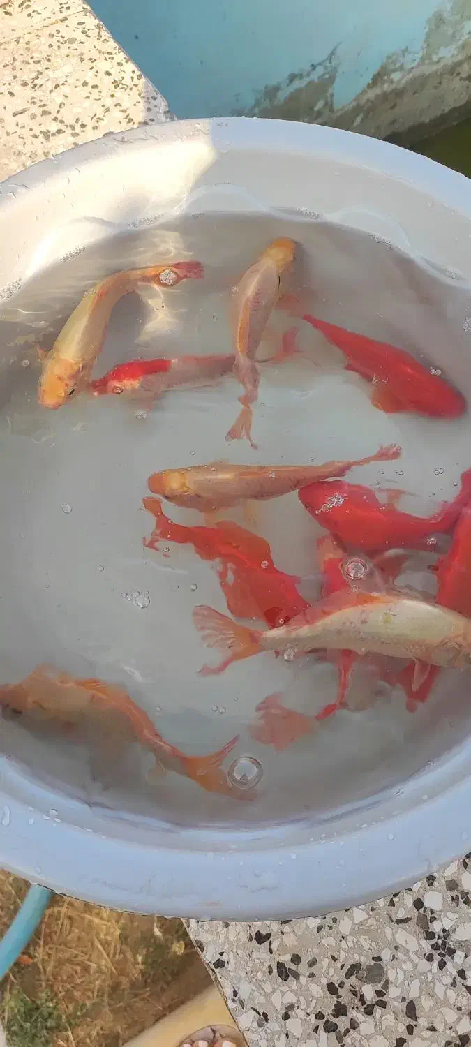 ماهی مولد|ماهی|نوده انقلاب, |دیوار