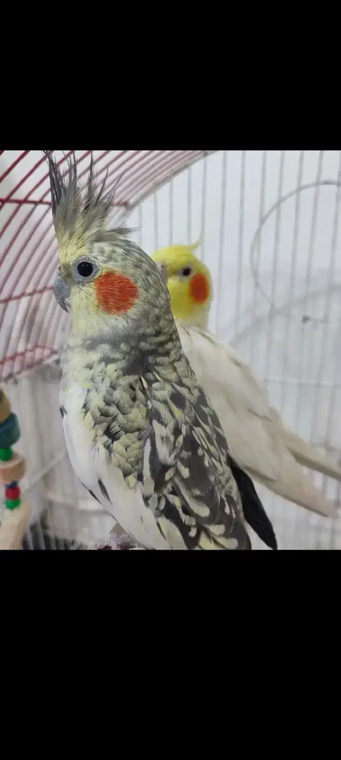 عروس هلندی|پرنده|هشترود, |دیوار