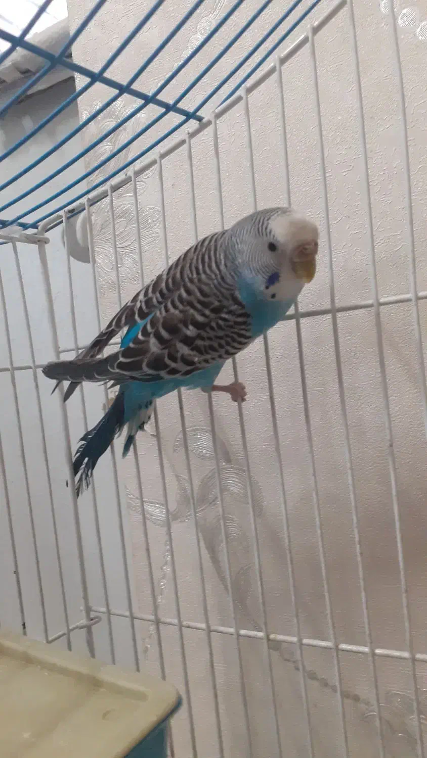 مرغ عشق نر با قفس و وسایل|پرنده|اسلامشهر, شهرک قائمیه|دیوار