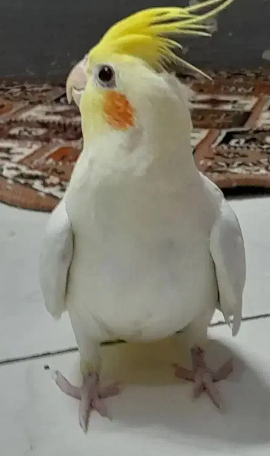 عروس هلندی|پرنده|قروه, |دیوار