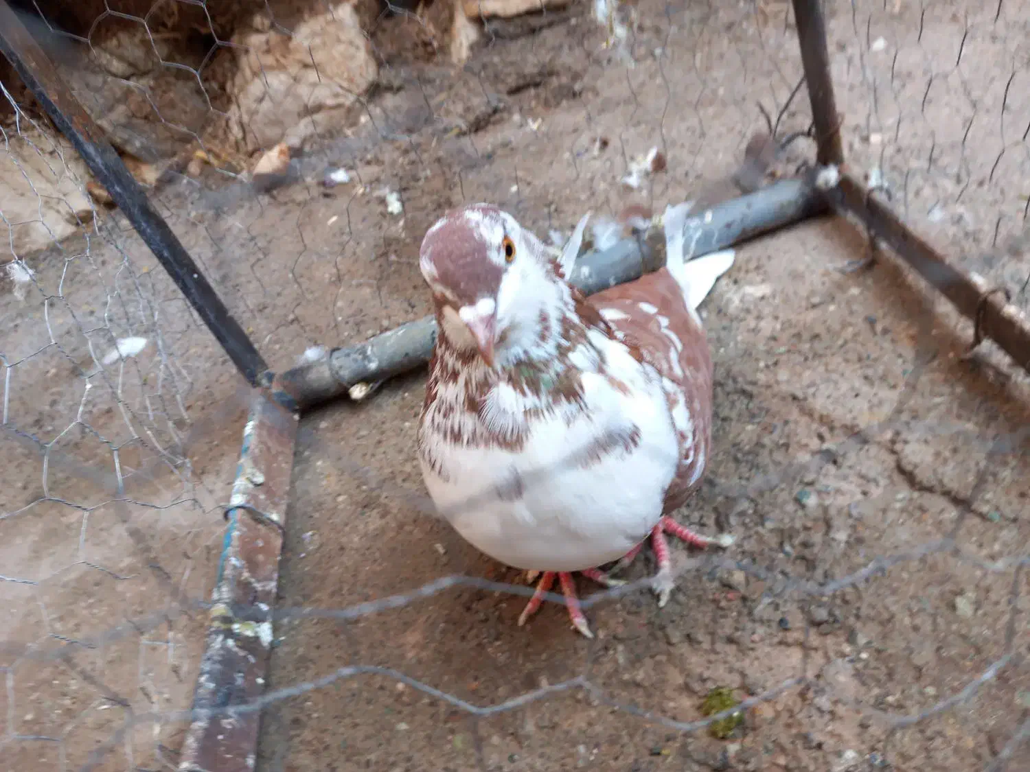 کفتر پرشی|پرنده|خوی, |دیوار