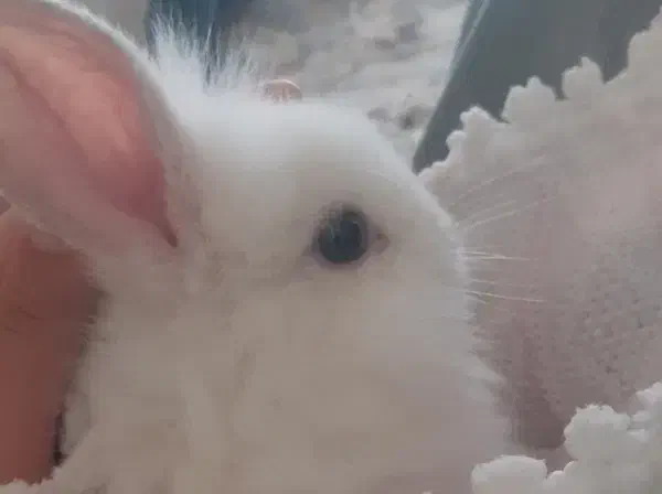 دو عدد خرگوش|موش و خرگوش|زنجان, |دیوار