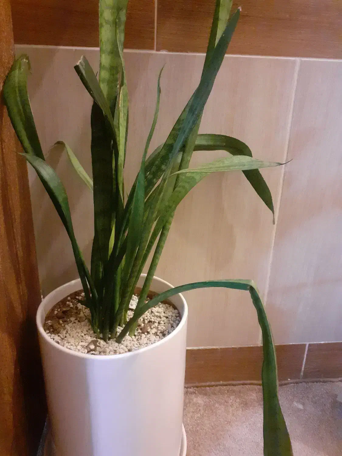 گل سانسوریا|گل و گیاه طبیعی|بروجرد, |دیوار