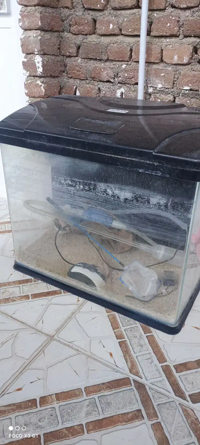 آکواریوم|ماهی|نقده, |دیوار