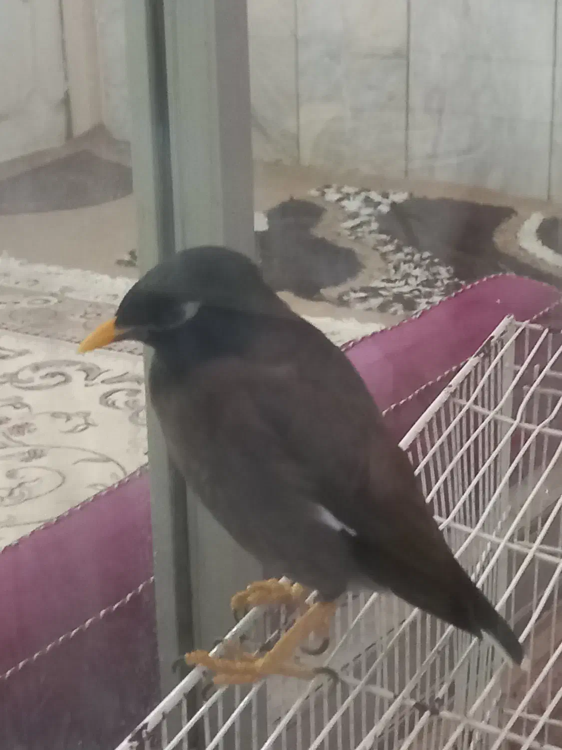 مرغ مینا|پرنده|تربت‌حیدریه, ۴۵ متری|دیوار