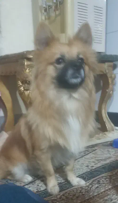 سگ پامر نر|سگ|حمیل, |دیوار