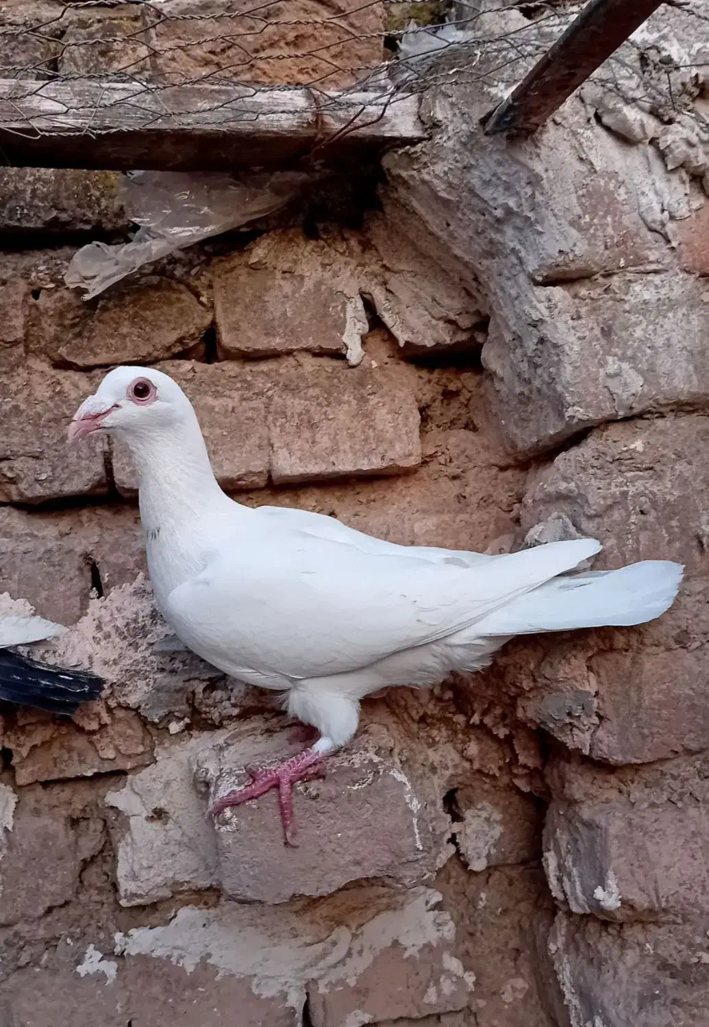 تعدادی کبوتر|پرنده|سمنان, |دیوار