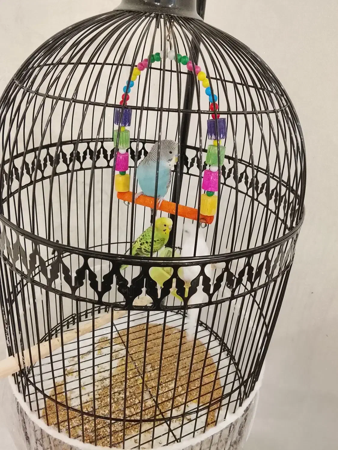 مرغ عشق همراه قفس|پرنده|تربتحیدریه, شهید قرنی|دیوار