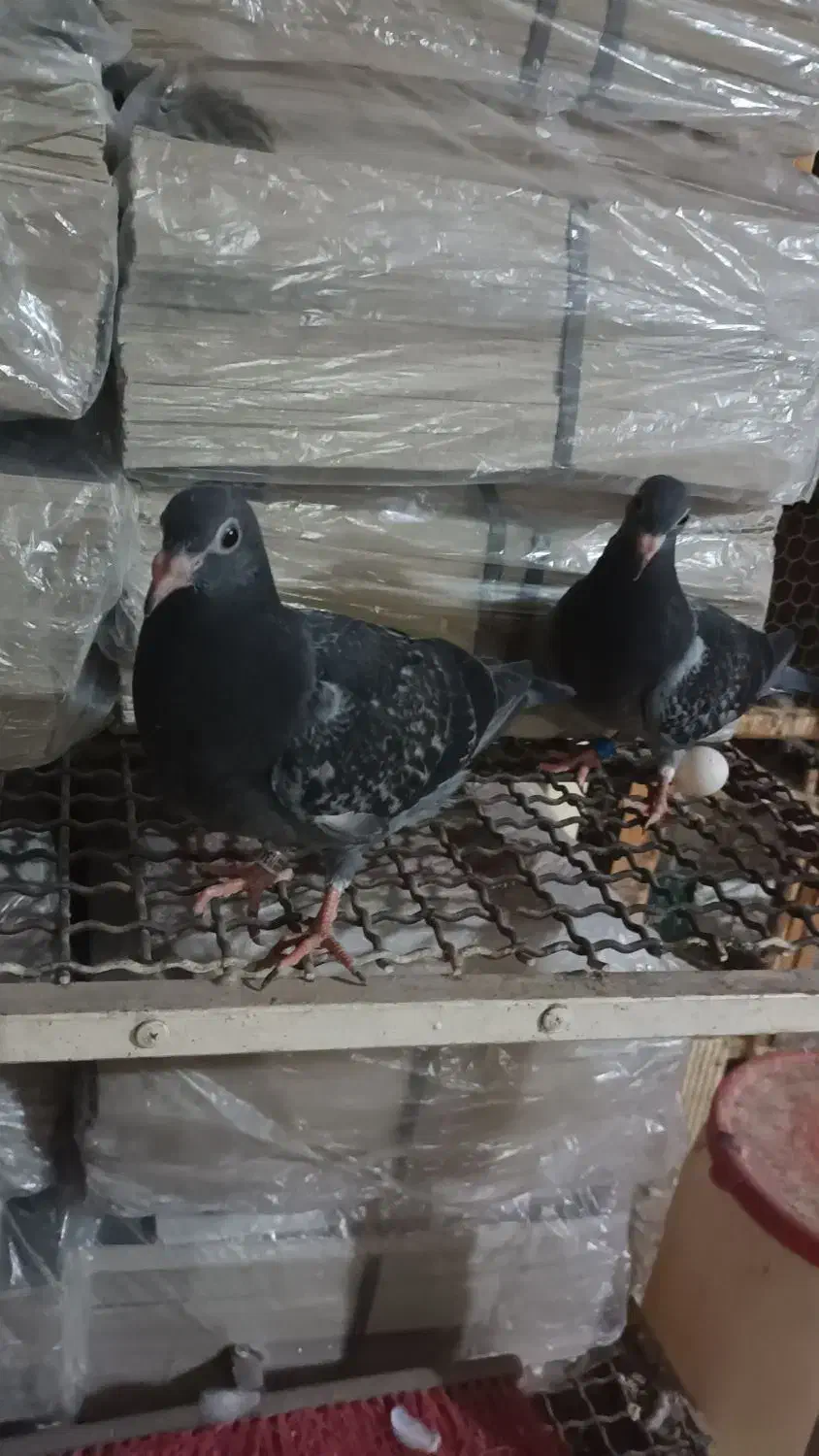 جوجه پلاکی هیچ پر|پرنده|اهواز, پردیس|دیوار